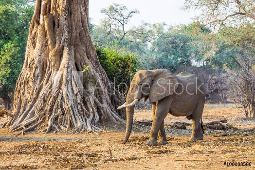 Picture of African Elephant Loxodonta walking past a large tree